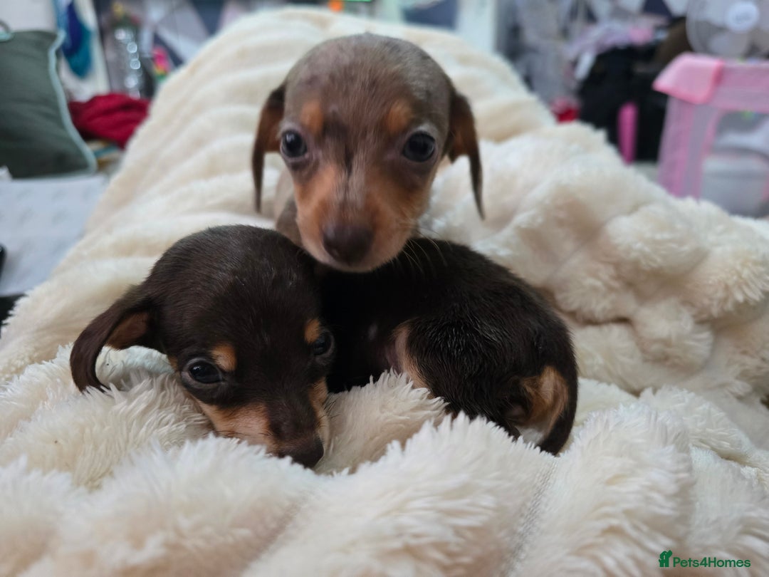 Miniature Dachshund dogs for sale: Miniature dachshunds  - Image 22