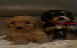 Cockapoo dogs for sale: 5 beautiful F1 cockerpoos  - Image 5