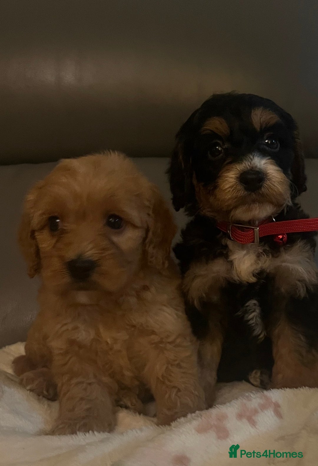 Cockapoo dogs for sale: 5 beautiful F1 cockerpoos  - Image 5