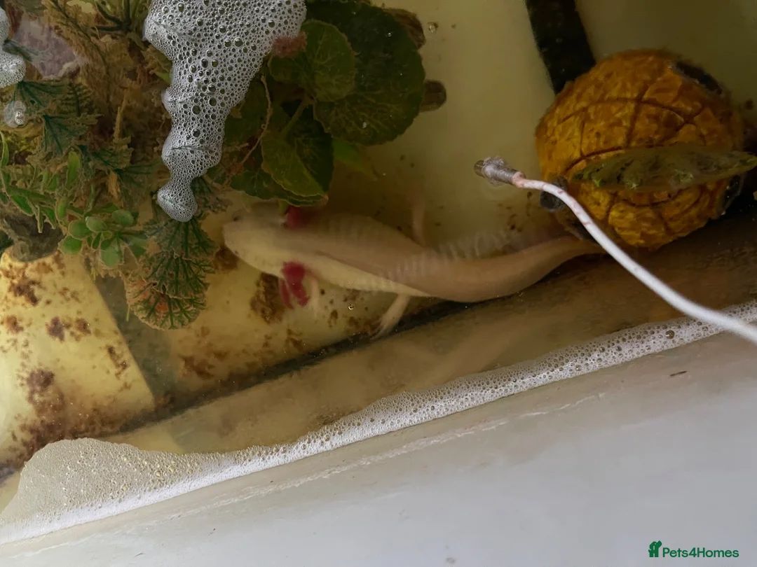 Pufferfish fish for sale: grown adult axolotl measuring between 18cm and 20c in Enfield - Advert 1