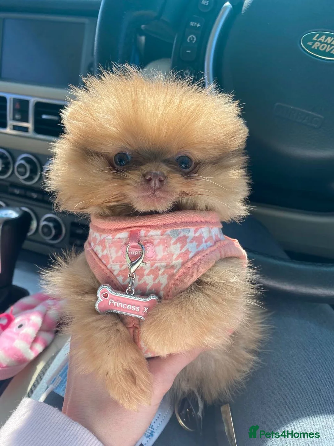 Pomeranian dogs for stud: STUD Chocolate and Tan Merle Blue Eyes Puppy Size in Guildford - Advert 31