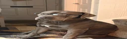 Cane Corso dogs for sale: Goofy, loving Cane Corso looking for a new home in Colchester - Advert 18