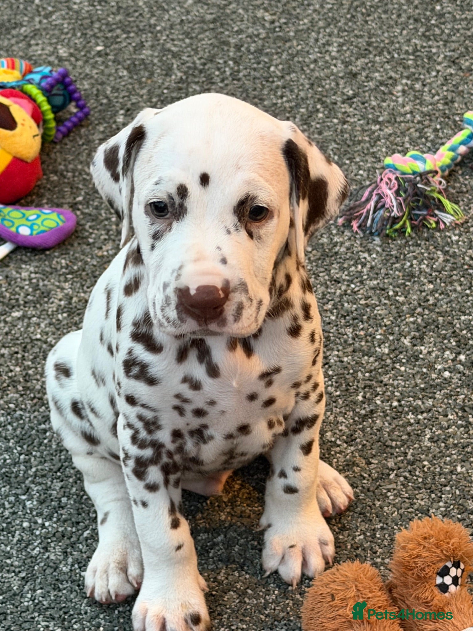 Dalmatian dogs 9 beautiful Dalmation puppies  - Advert 7