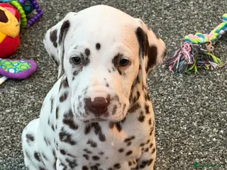 Dalmatian dogs 9 beautiful Dalmation puppies - Advert 16