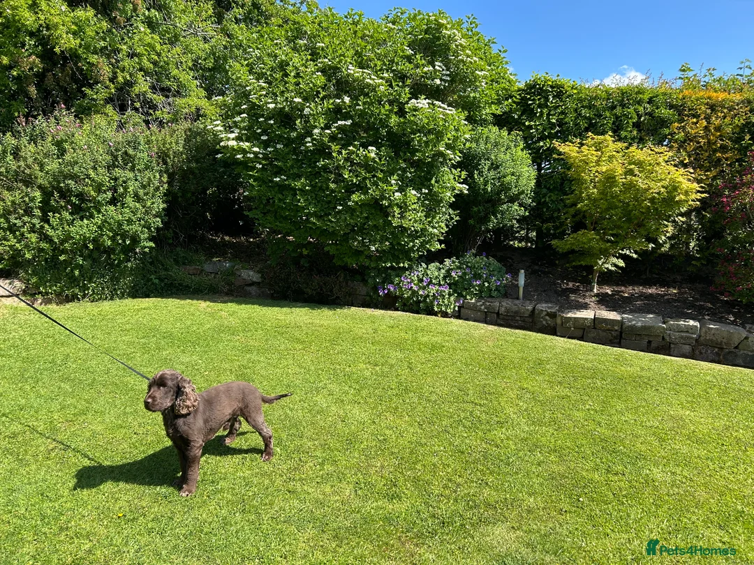 Cocker Spaniel dogs for sale: KC Reg Show Cocker Spaniels  - Advert 10