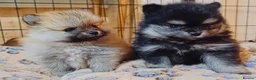 Pomeranian dogs for sale: 1 girl left - KC registered pomeranian puppies - Advert 4