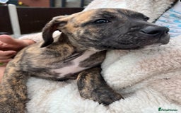 Staffordshire Bull Terrier dogs for sale: Beautiful Staffy pups - Image 9
