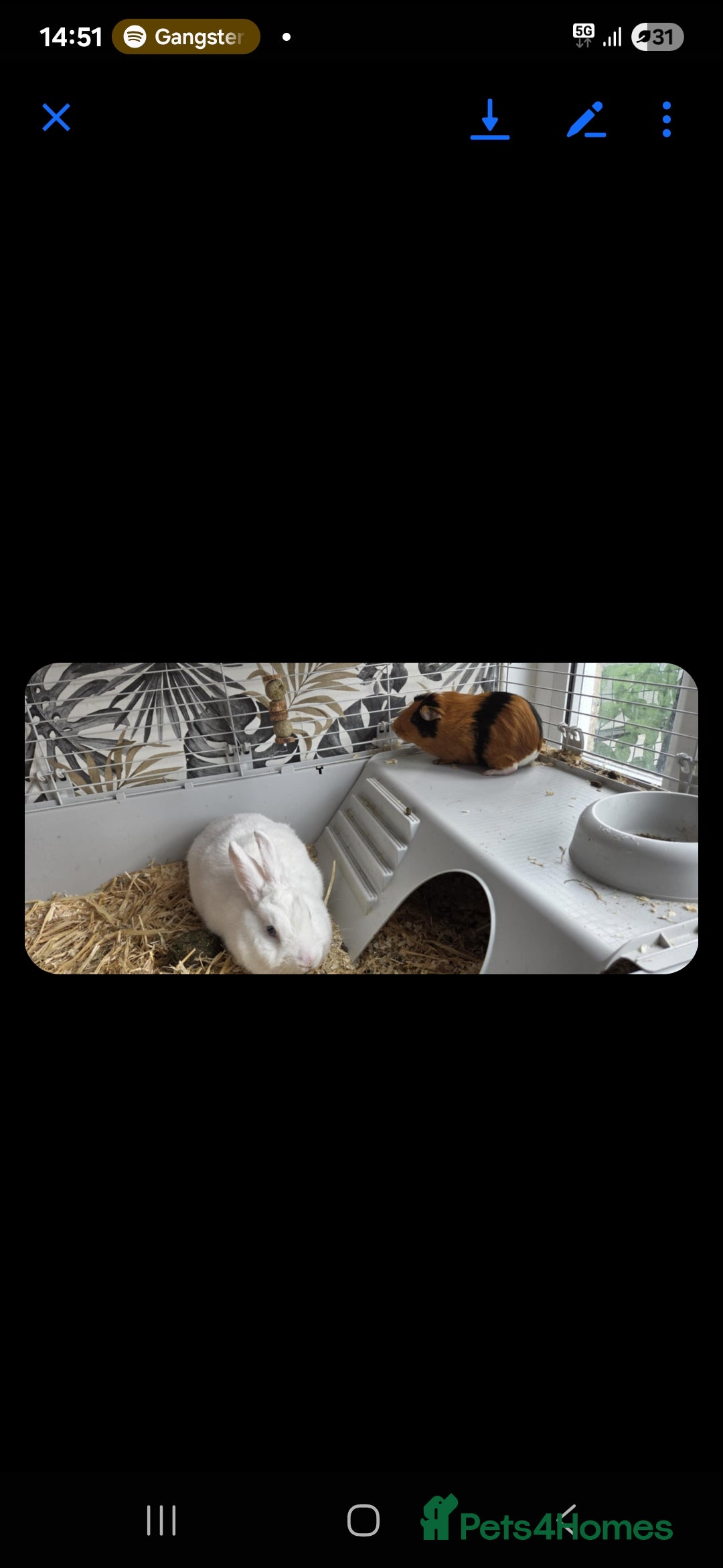 Guinea Pig rodents for sale: Male Guinea Pig - Image 2