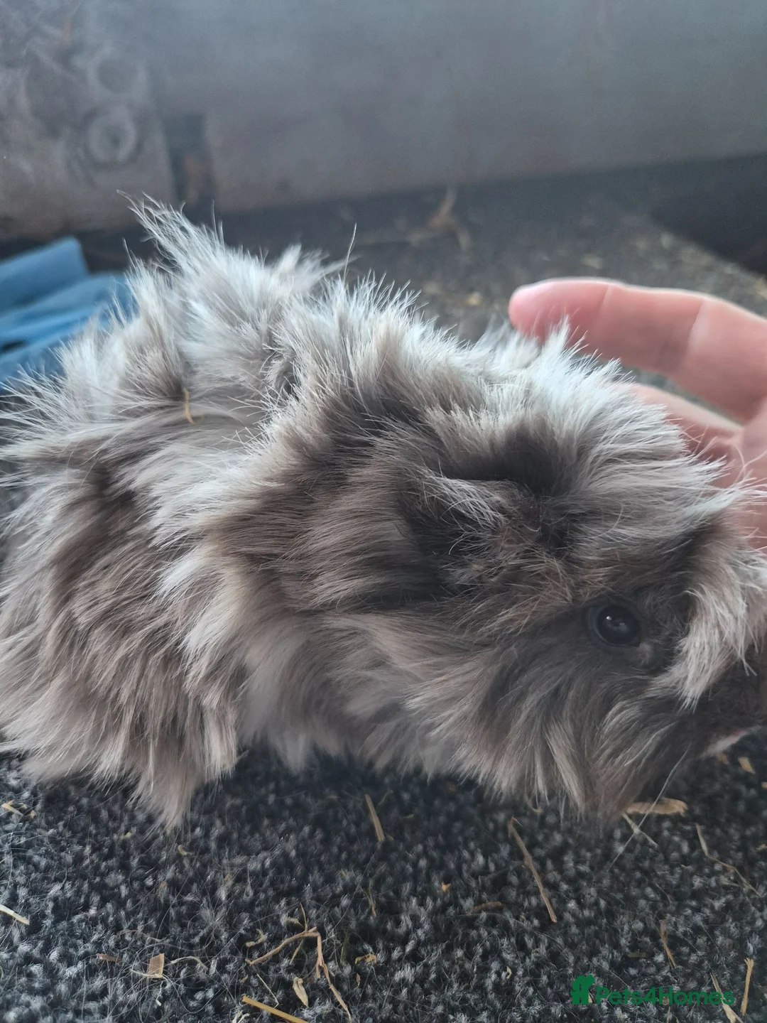Guinea Pig rodents for sale: Gorgeous peruvian guinea pig boar - Advert 3