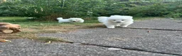 Samoyed dogs for sale:     Adorable Samoyed Puppies Looking for 5★ Homes - Advert 3