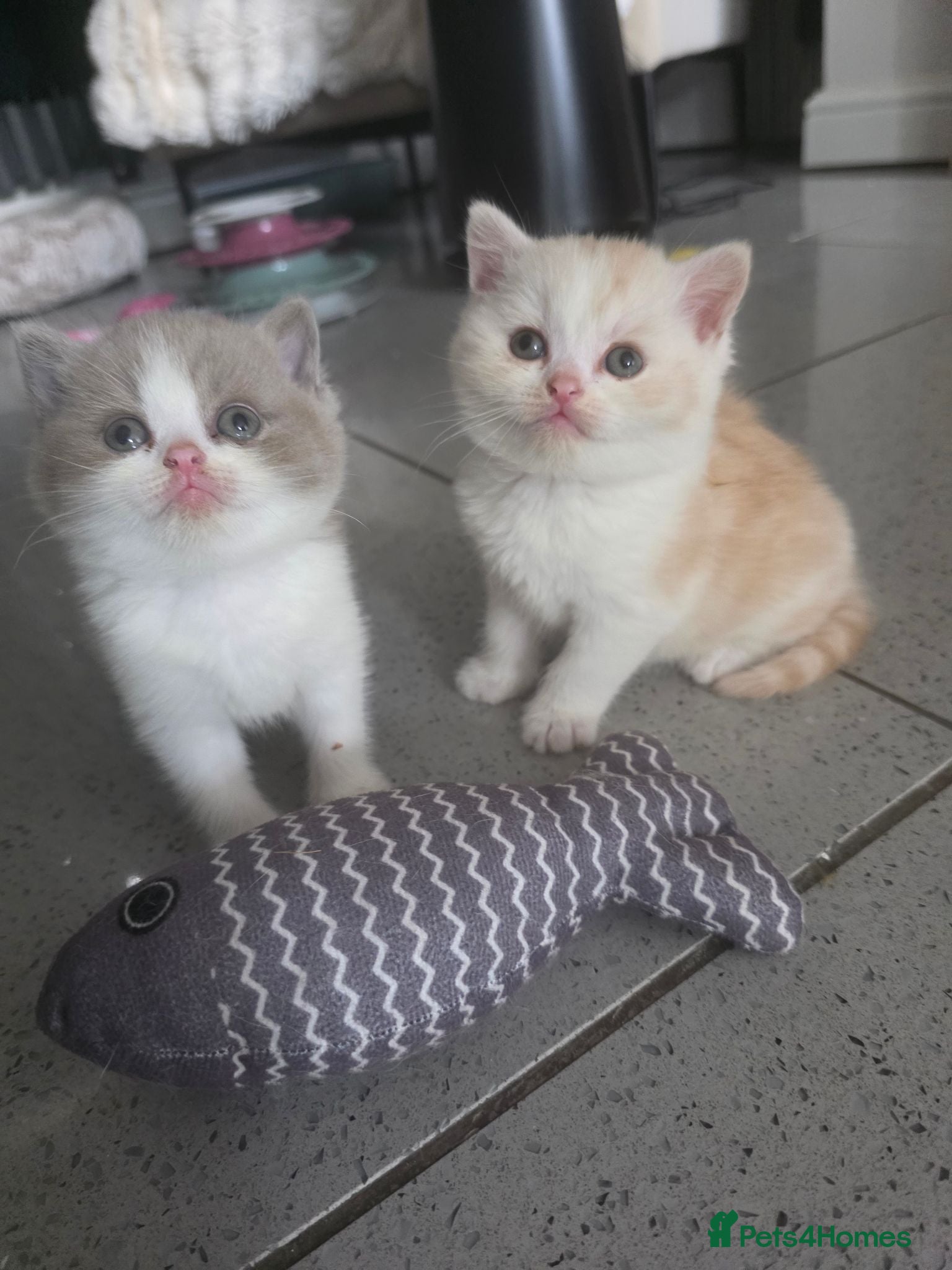 British Shorthair cats Two Stunning Boys ready to reserve  - Advert 1
