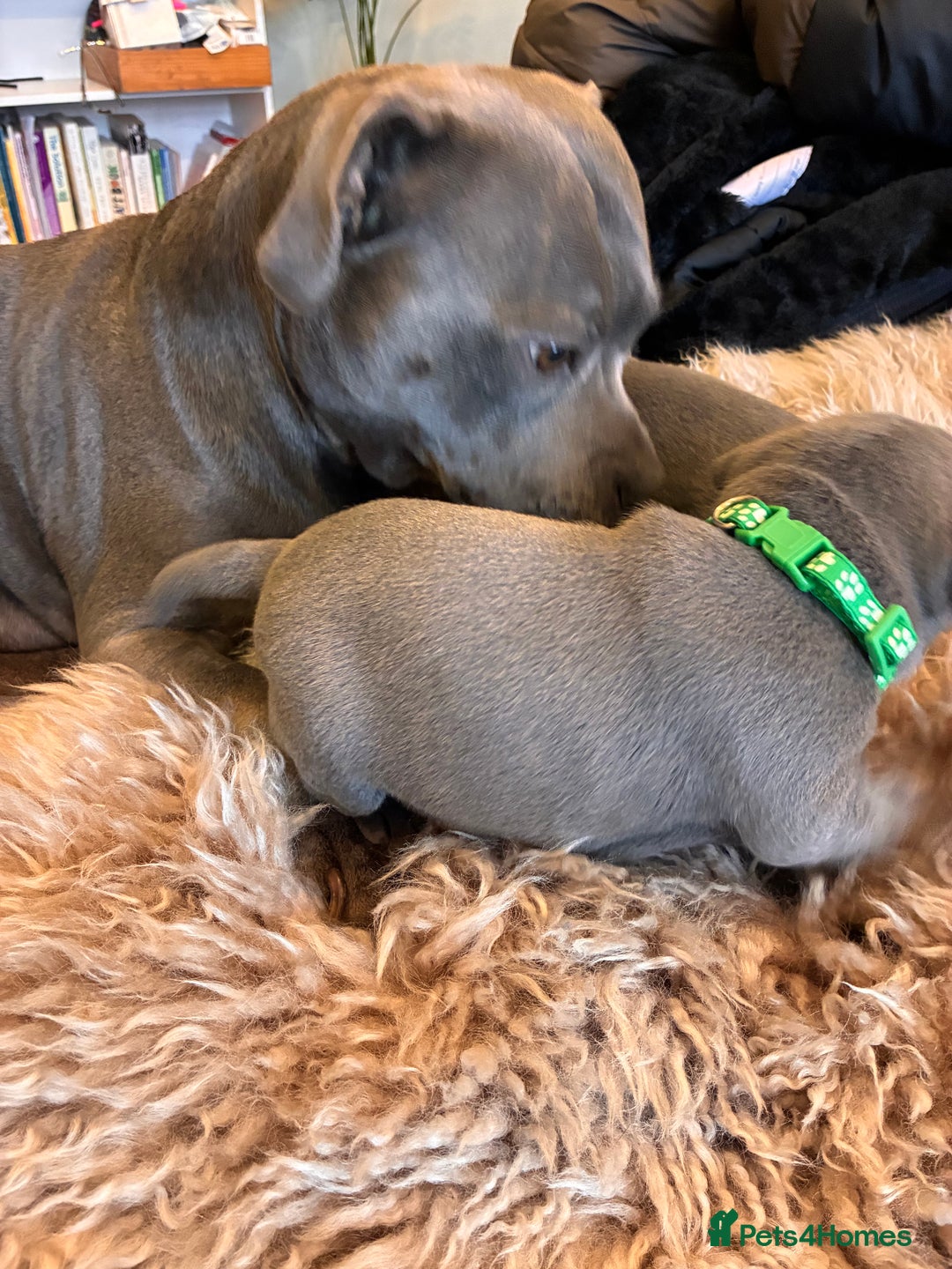 Staffordshire Bull Terrier dogs for sale: Pedigree Blue Staffordshire pups - Advert 7