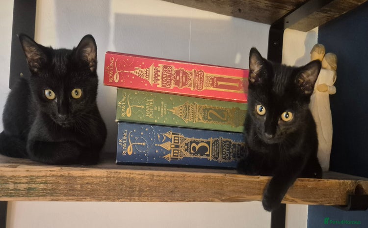 Mixed Breed cats in Southampton - Advert 2