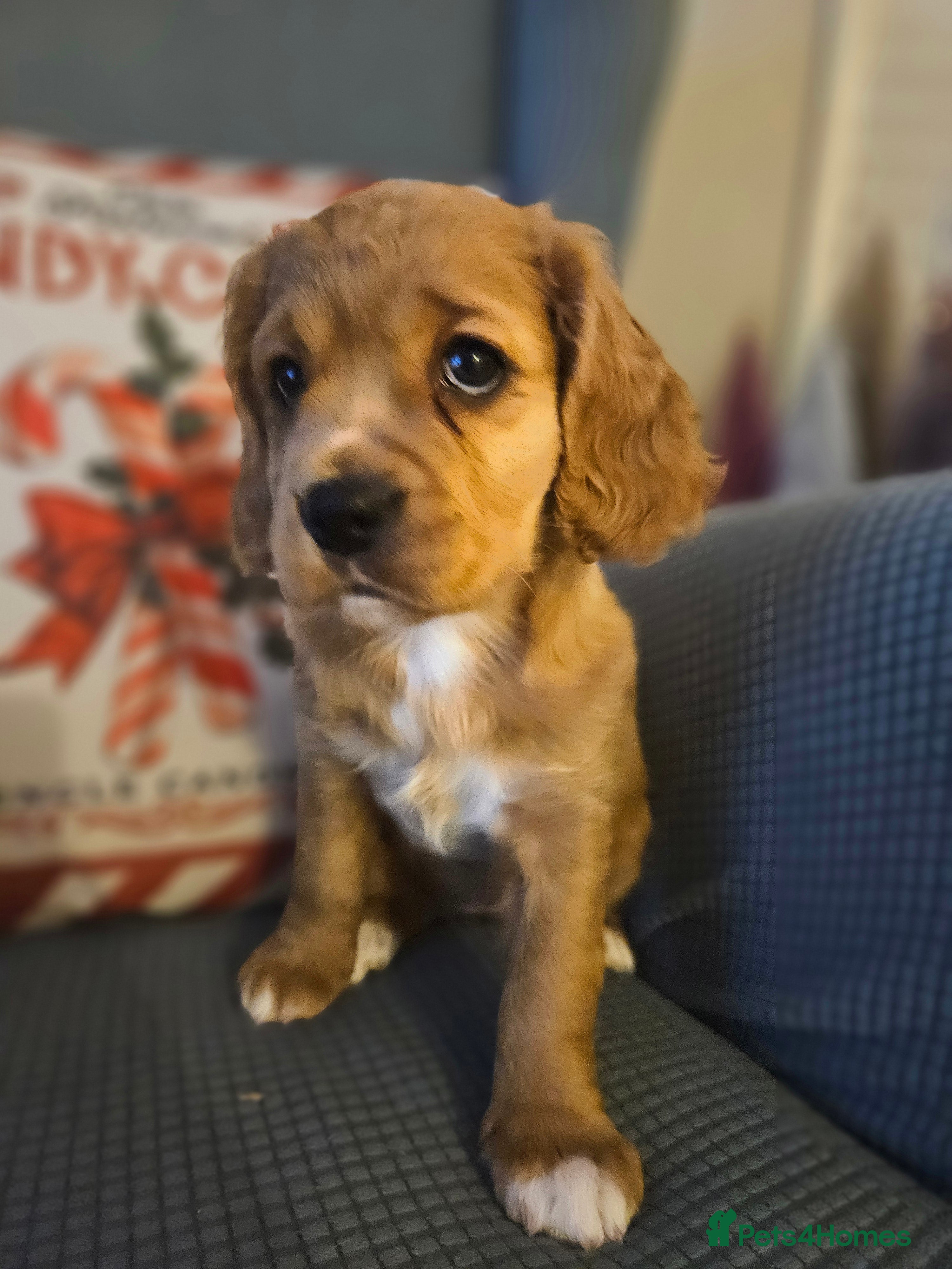 Mixed Breed dogs  Cavapoo girl Ready from 24 December  - Advert 7