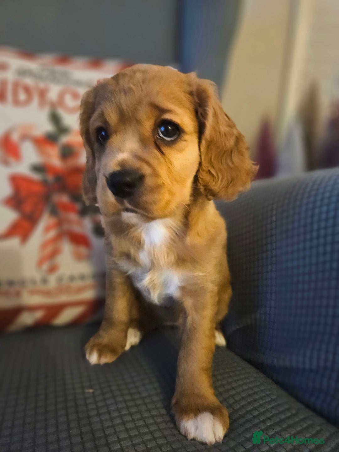 Mixed Breed dogs for sale: Cavapoo girl Ready for forever home - Advert 1