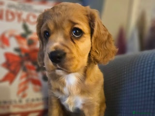 Mixed Breed dogs Cavapoo girl Ready from 24 December - Advert 3