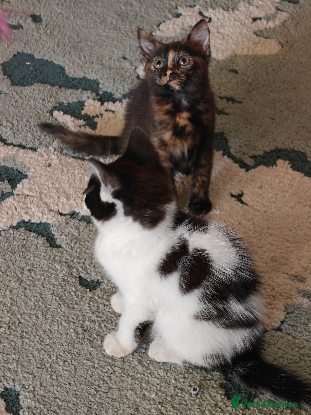 Domestic Shorthair cats for sale: Cute playful family Kittens and mother  - Image 9