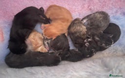 Maine Coon cats for stud: proven Maine Coon Stud  in Brampton - Image 5