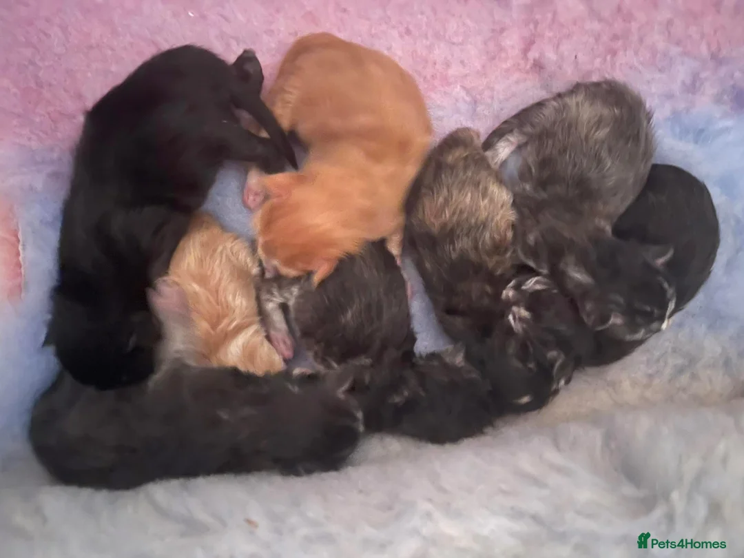 Maine Coon cats for stud: proven Maine Coon Stud  in Brampton - Advert 6