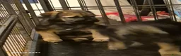 Border Terrier dogs for sale: Stunning border terrier puppys  - Advert 13