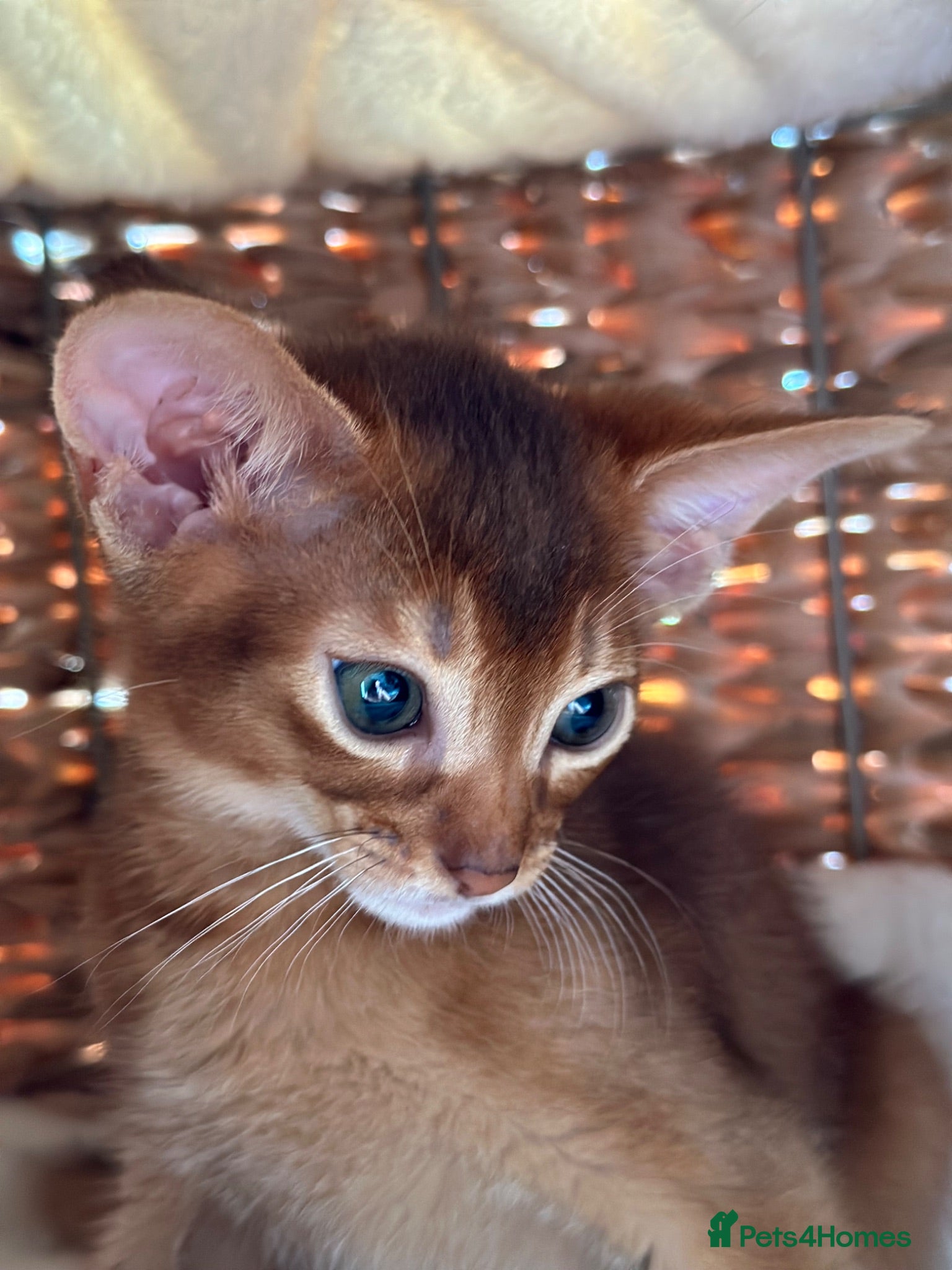 Abyssinian cats Only 1 Girl available 🎀 - Advert 2