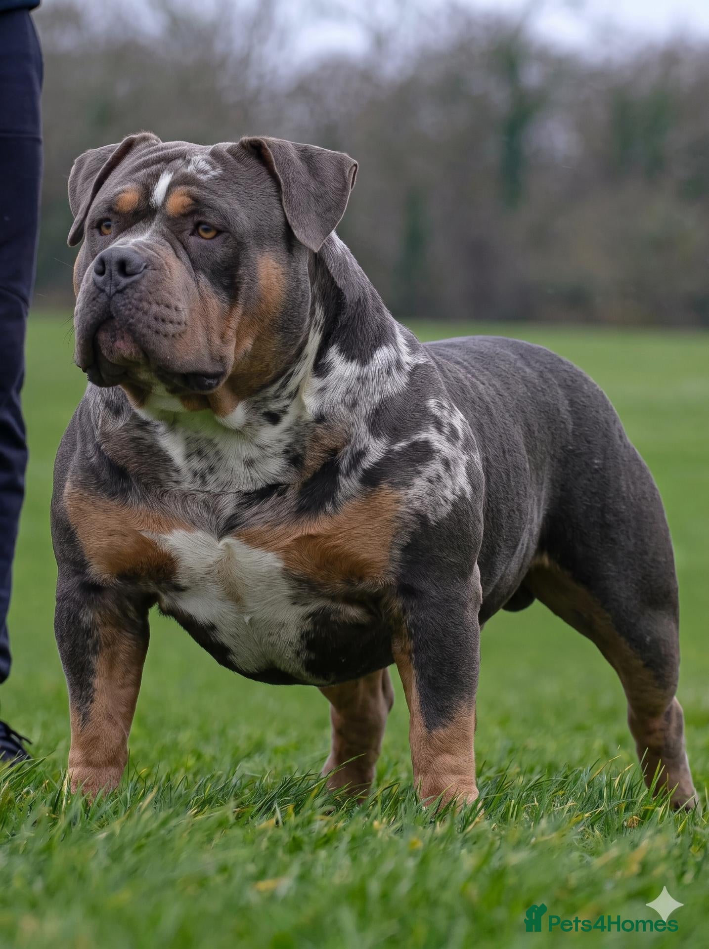 American Bully dogs THOR – ABKC Pocket American Bully | Proven Stud - Advert 16
