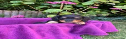 Miniature Dachshund dogs for sale: Miniature long haired dachshunds - Advert 3