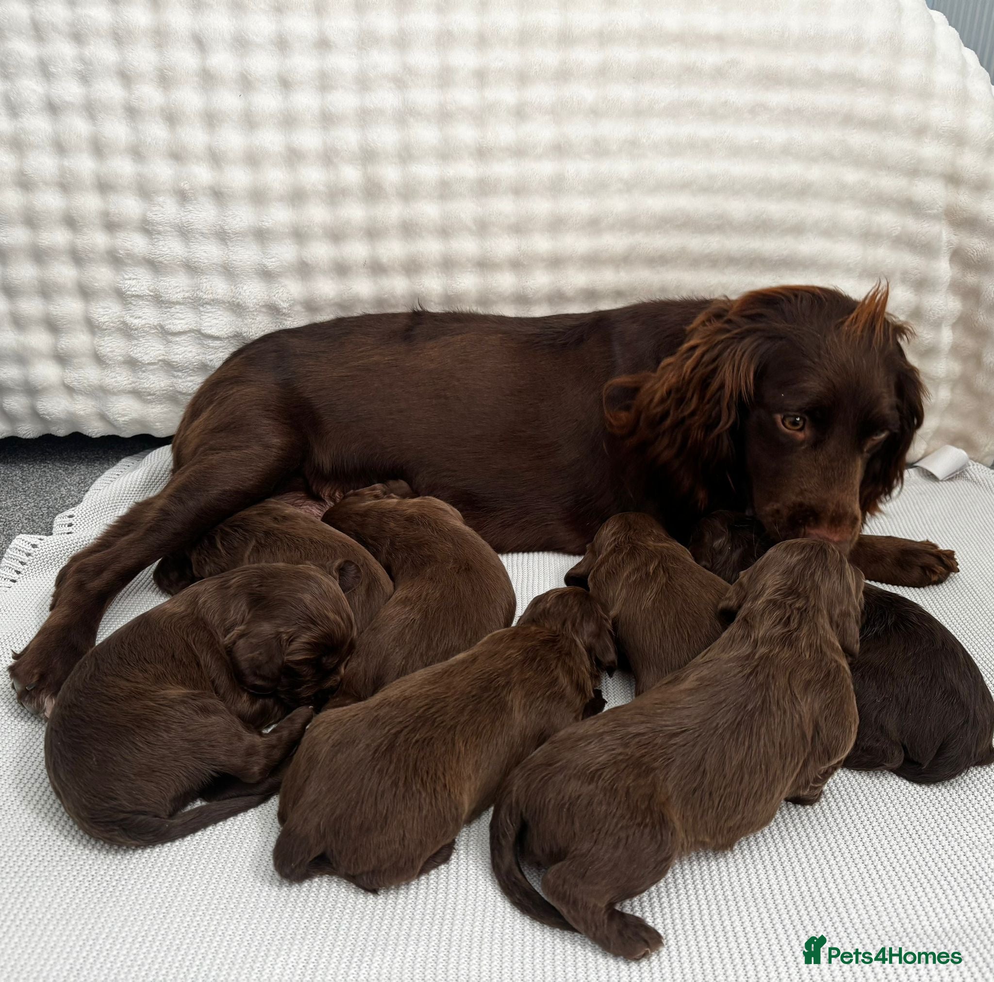 Cocker Spaniel dogs for sale: Puppys for sale - Advert 2