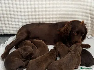 Cocker Spaniel dogs for sale: Puppys for sale - Advert 2