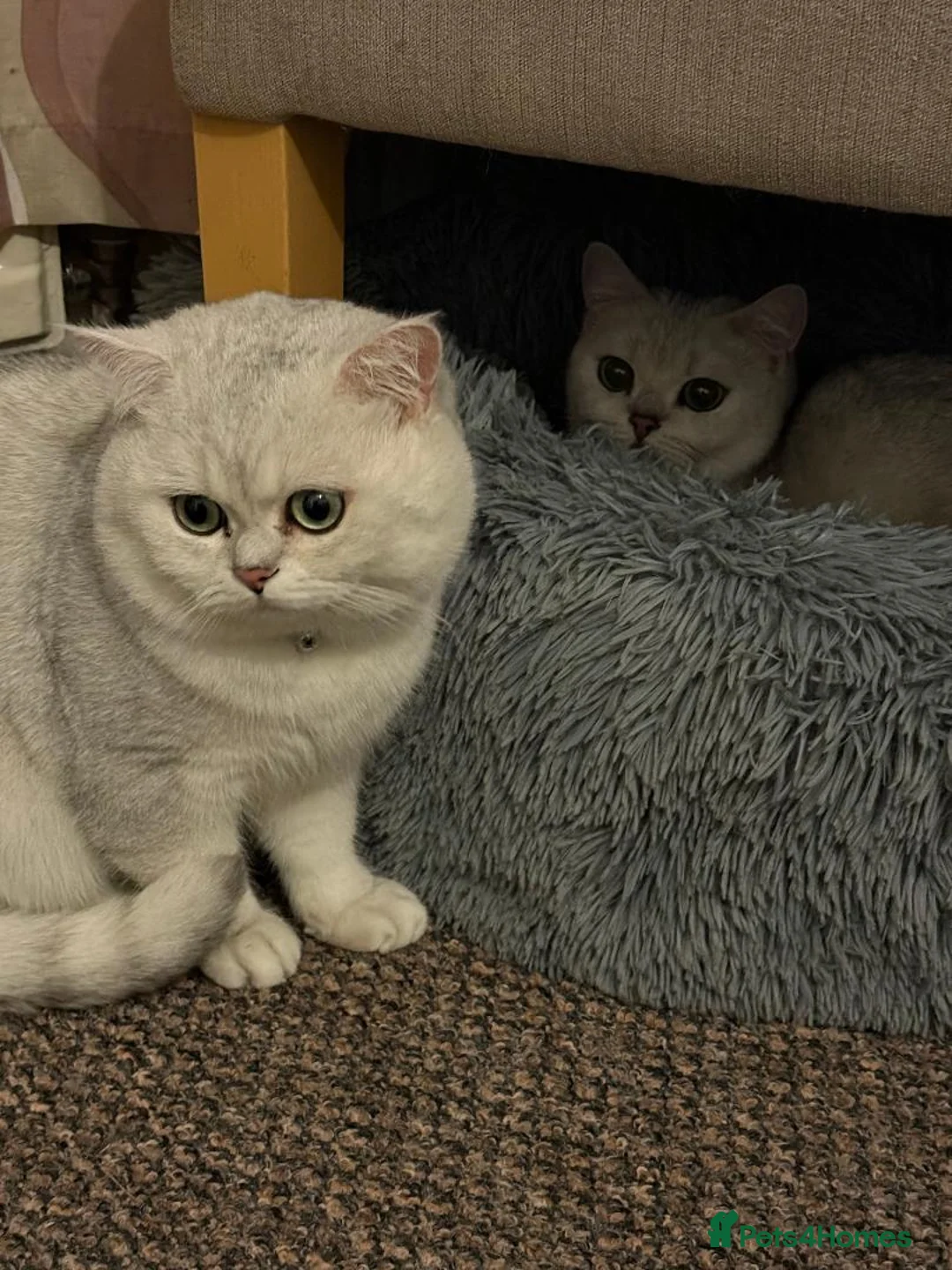 British Shorthair cats for sale: British Shorthair Silver Tipped Kittens in Stafford - Advert 4