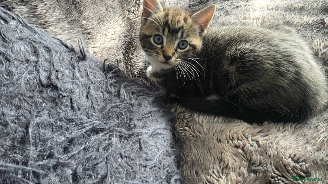 Mixed Breed cats for sale: Three lovely kittens are looking for forever home - Image 16