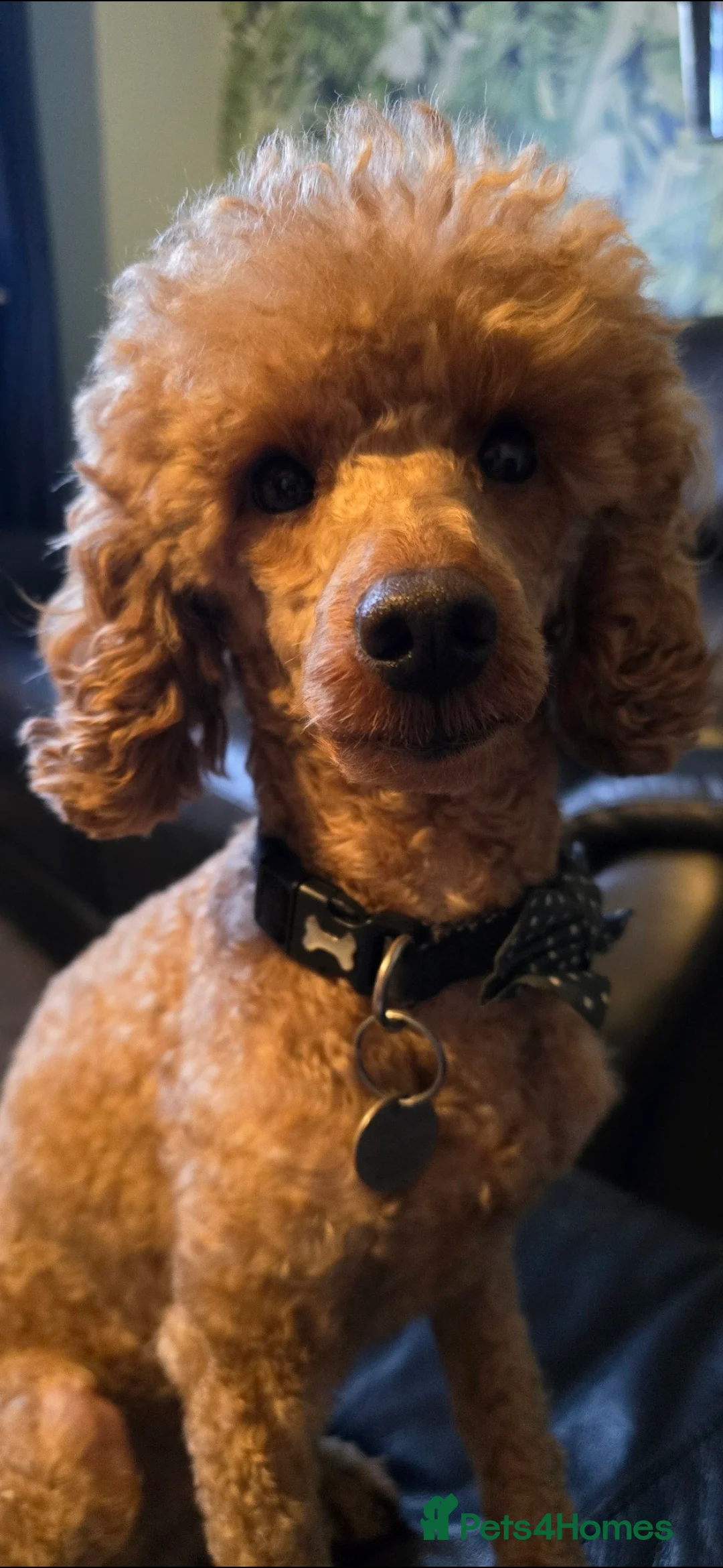 Toy Poodle dogs for stud: toy poodle short notice DNA  tested clear PRA £125 in Nottingham - Advert 9