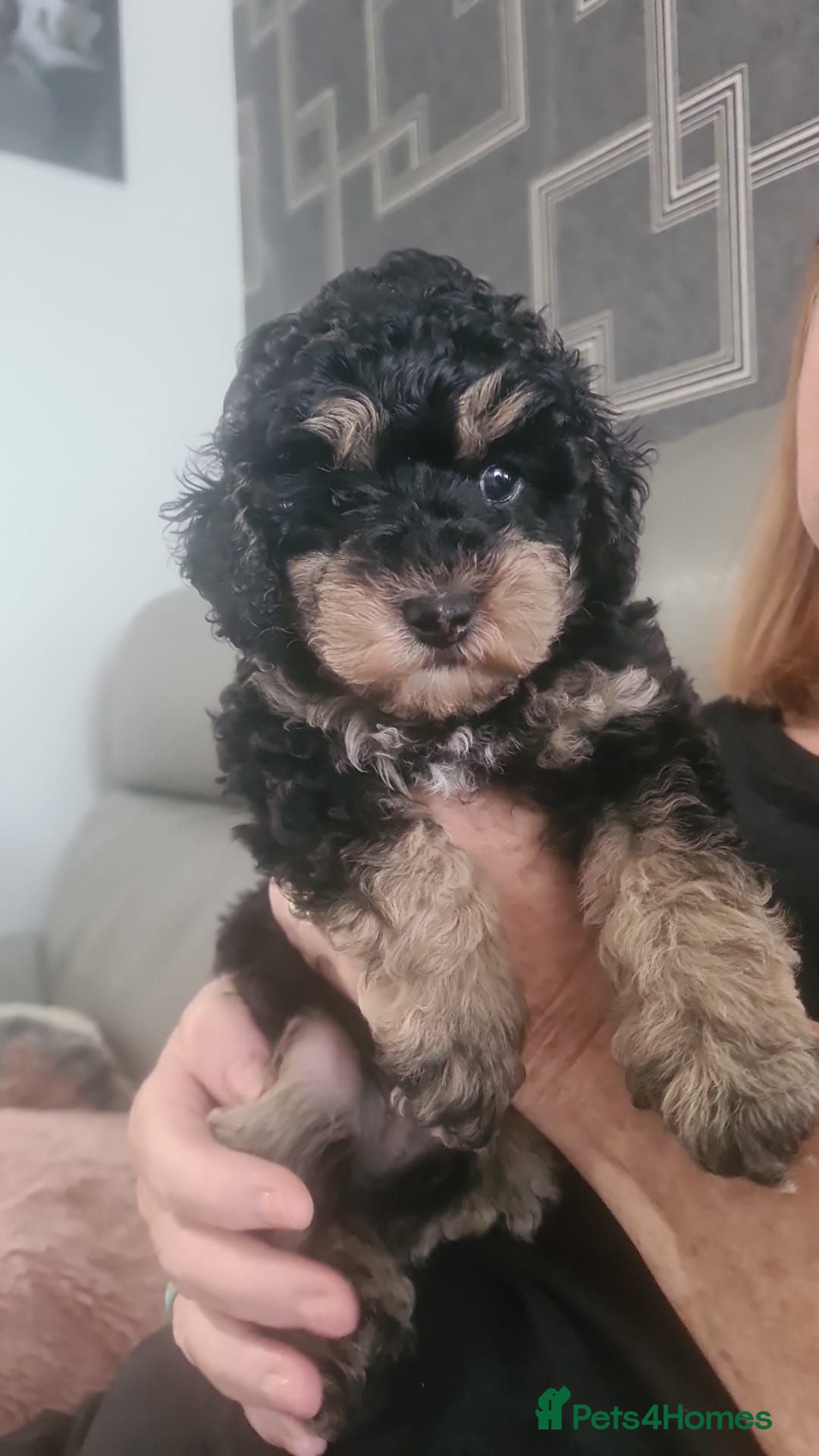 Poochon dogs Phantom boy  - Advert 2