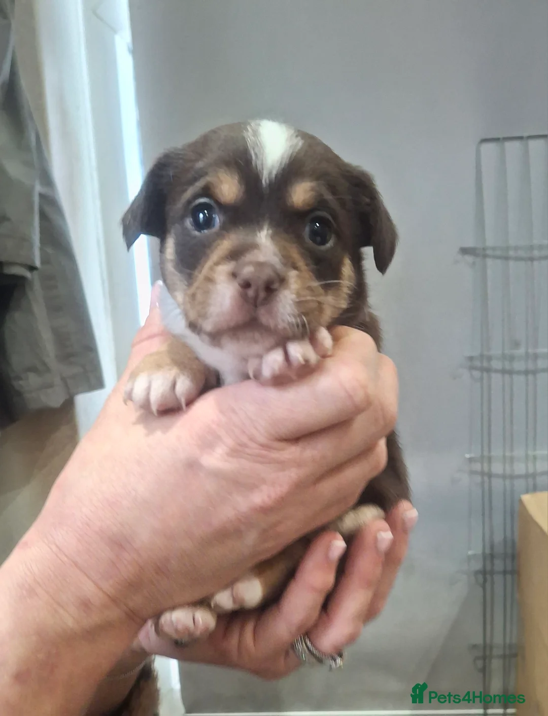 Chorkie dogs for sale: Beautiful litter of chorki's  - Advert 9