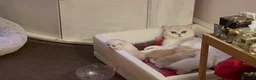 Scottish Fold cats for sale: LOVELY PUREBRED SCOTTISH FOLD CHINCHILLA KITTENS  - Advert 3