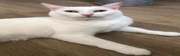 Turkish Angora cats for sale: Most affectionate cat for rehome - Advert 5