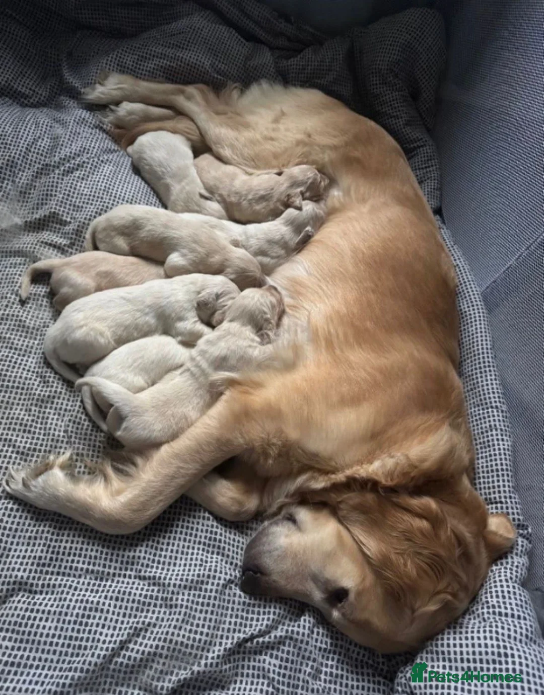 Golden Retriever dogs for sale: ✨CHUNKY✨ Golden retriever puppies~Top Quality  in London - Advert 2