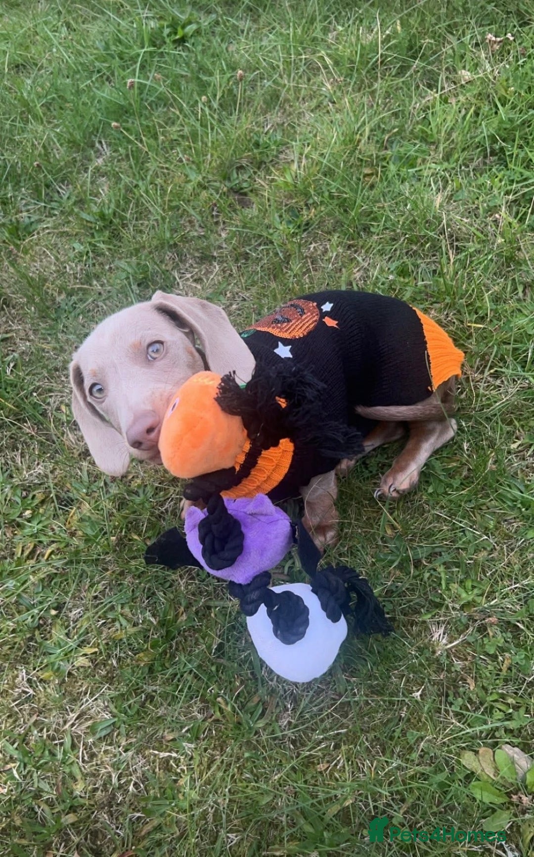 Dachshund dogs for stud: Mini Dachshund- Isabella - Advert 2