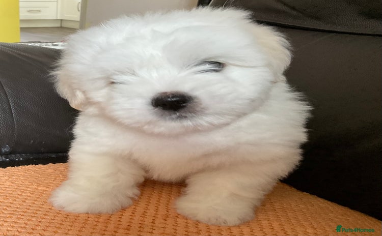 Coton De Tulear dogs - Advert 1