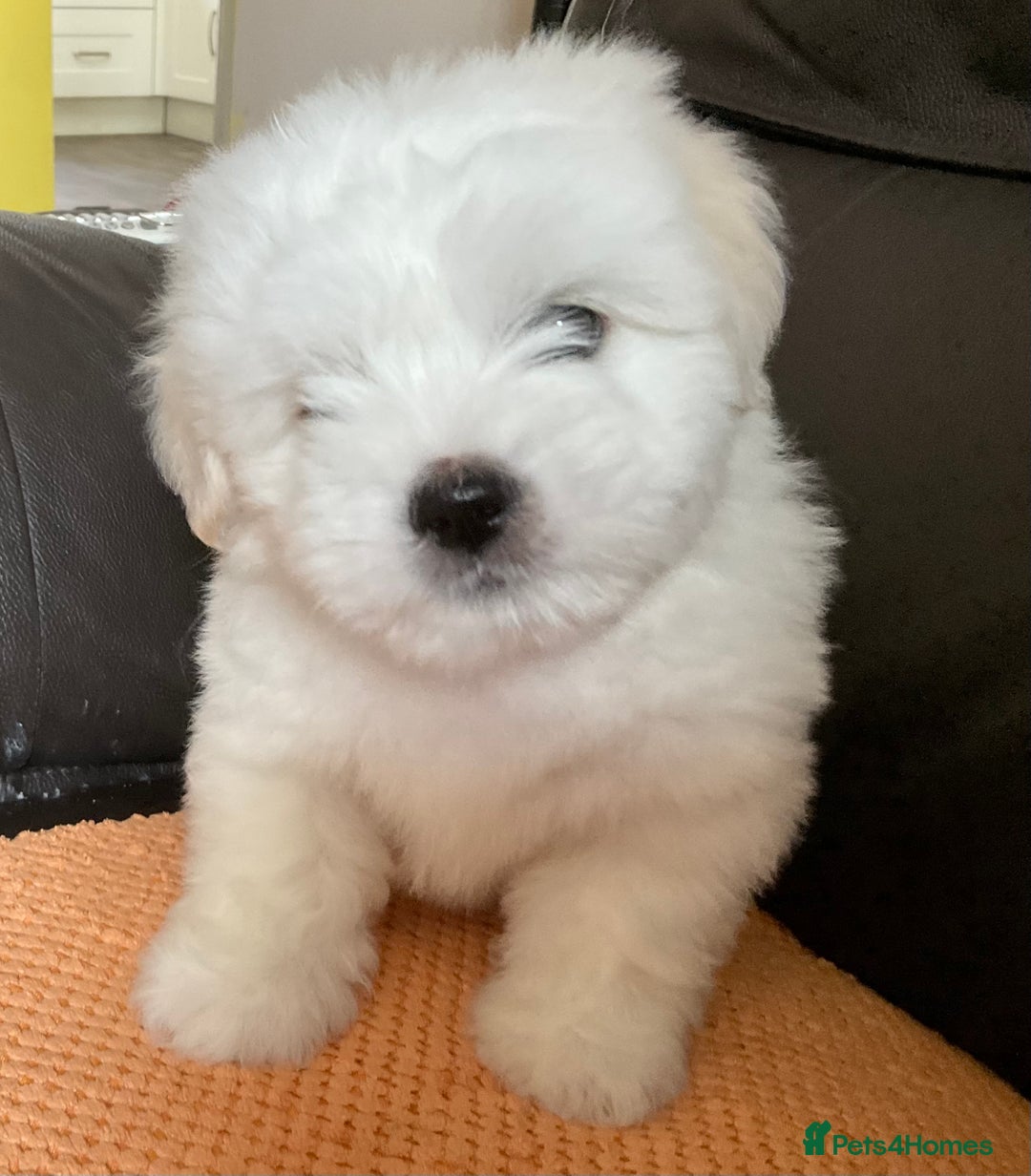 Coton De Tulear dogs for sale: Coton De Tulear Boy - Image 1
