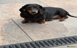 Dachshund dogs for sale: Standard dachshund adult female  - Image 2