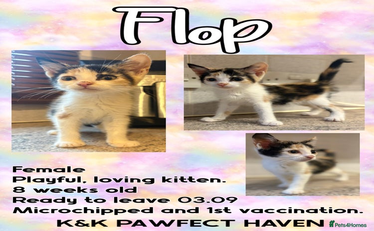 Domestic Shorthair cats - Advert 17