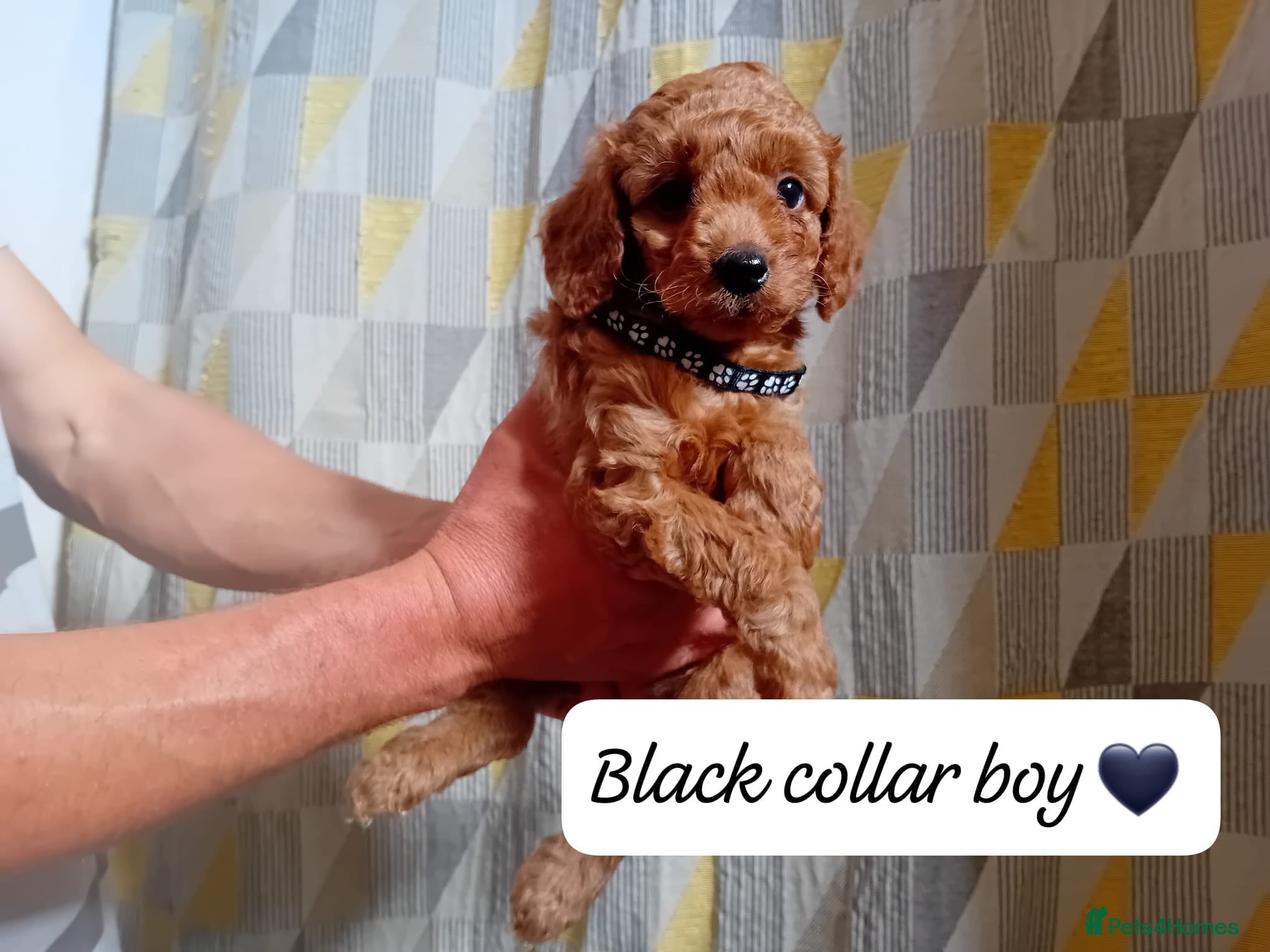 Cavapoo dogs Beautiful red F1B Cavapoos - Advert 4