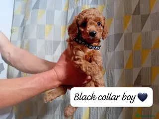 Cavapoo dogs Beautiful red F1B Cavapoos - Advert 4