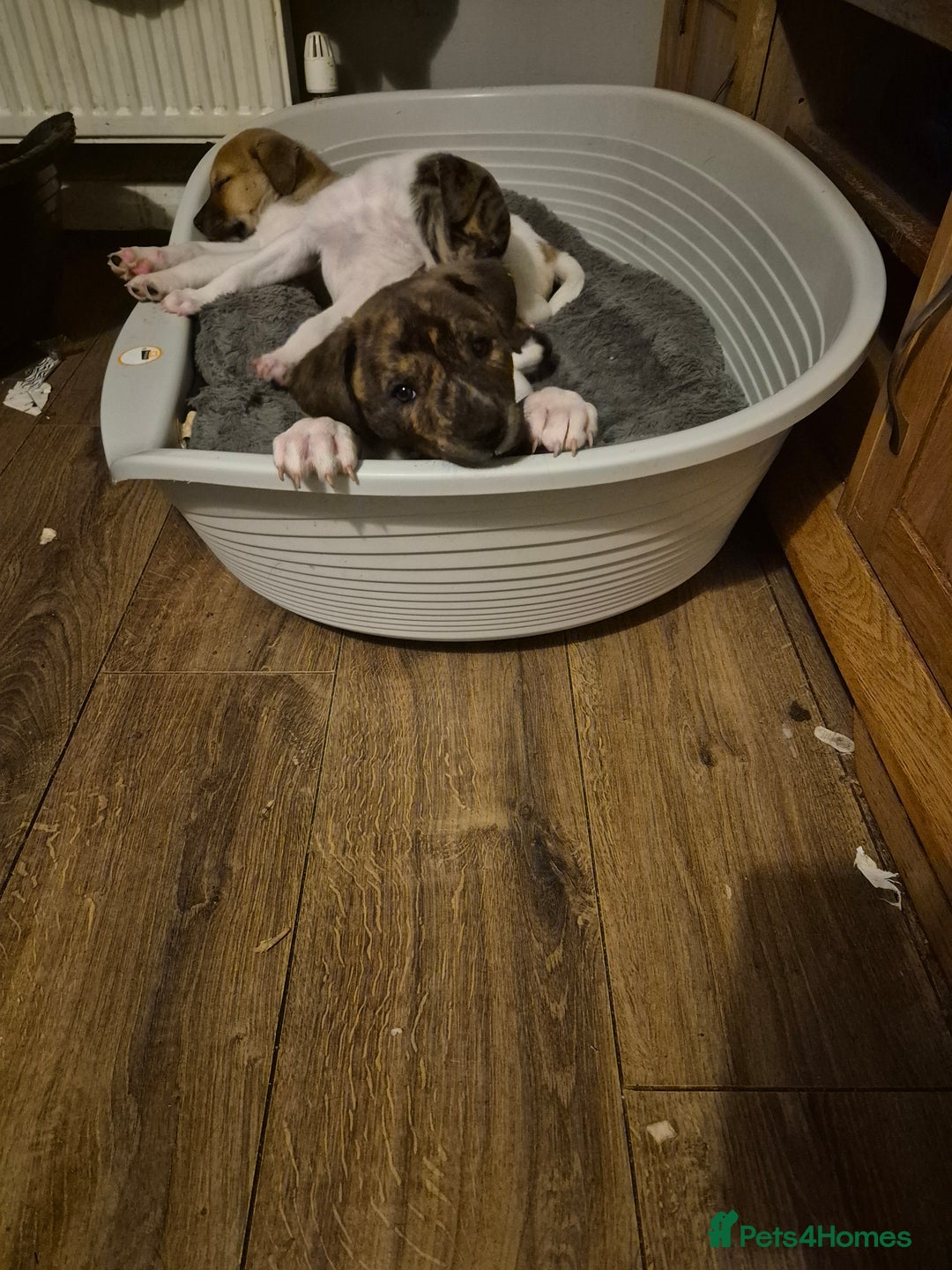 Mixed Breed dogs for sale: American Akita/Bullmastiff cross - Image 7