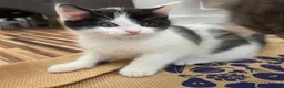 Scottish Fold cats for sale: Scottish Fold / Scottish Straight in Leicester - Advert 11