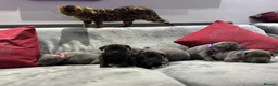Staffordshire Bull Terrier dogs for sale: Stunning Health tested kc reg puppies  - Advert 9