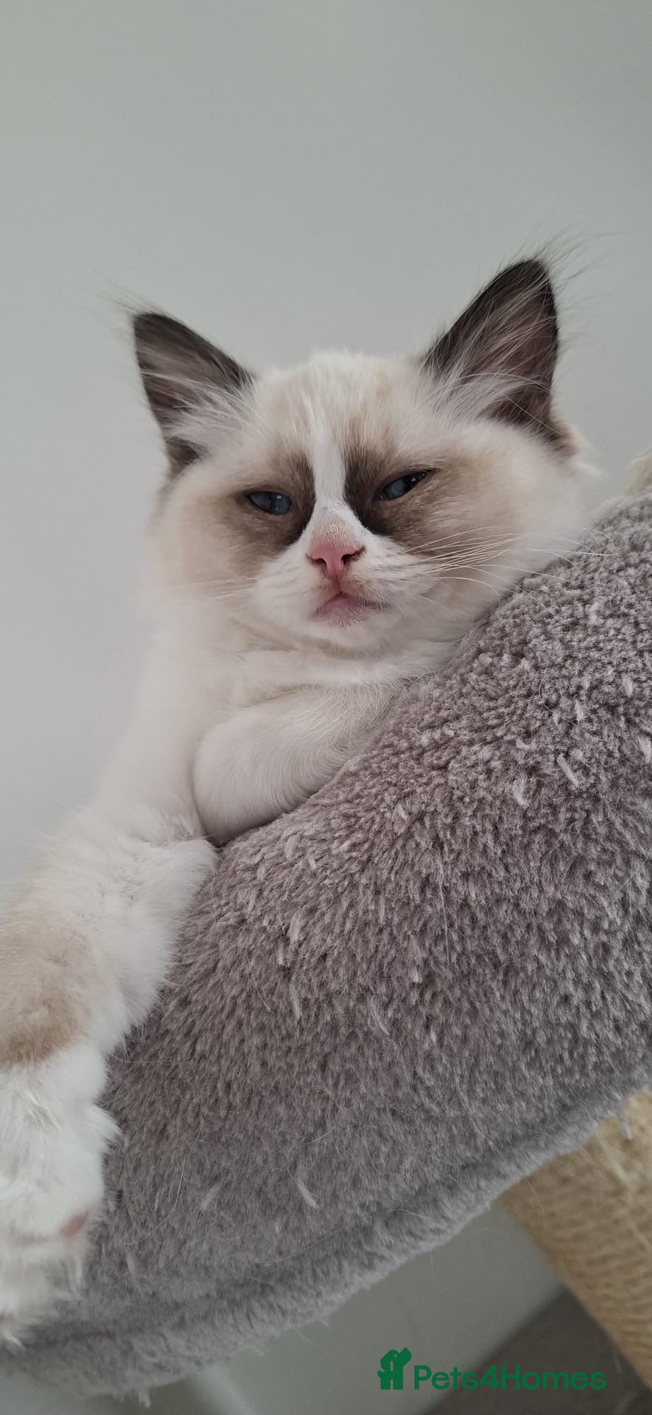 Ragdoll cats 🐾🤍Last GCCF Bicolour Beautiful Girl🤍🐾 - Advert 12