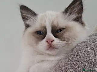 Ragdoll cats 🐾🤍Last GCCF Bicolour Beautiful Girl🤍🐾 - Advert 12