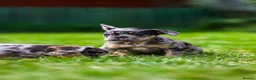 French Bulldog dogs for sale: French bulldogs boys and girls  - Advert 6